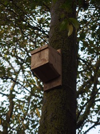 bat boxe in place